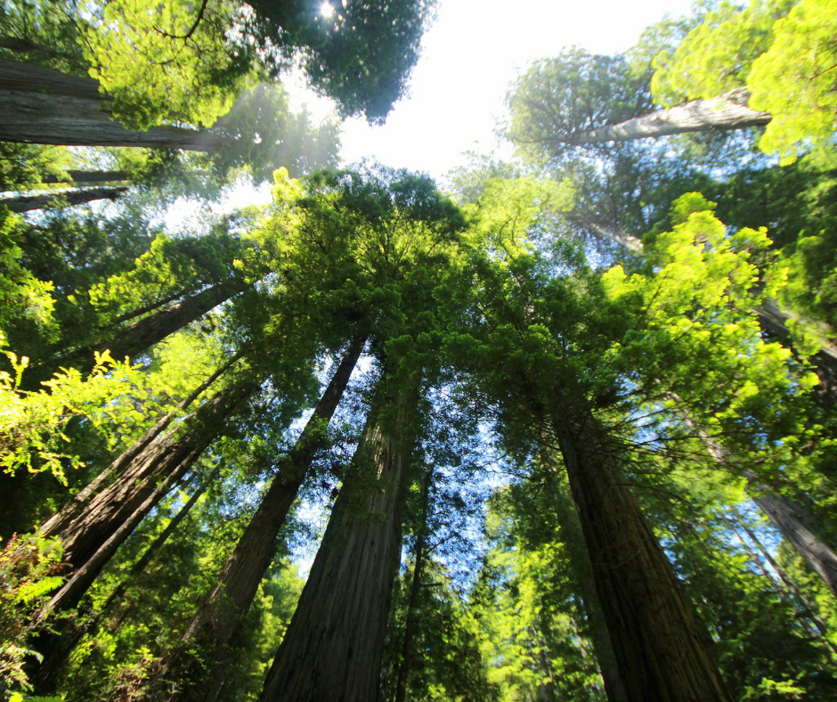 Minden egyes fa egy csoda és egyben a jövőnk záloga: ültessünk fákat!