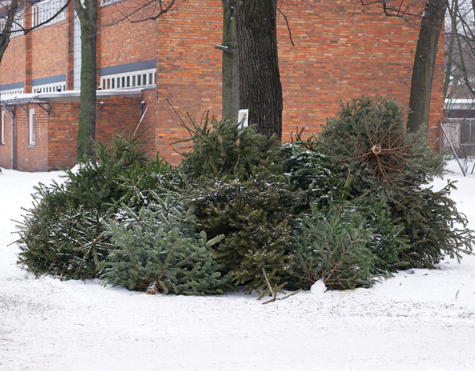 Vajon mi történik a sok karácsonyfával, melyeket az utcán láthatunk? Mennyire környezetbarát megoldás a tűlevelűek kidobálása? 